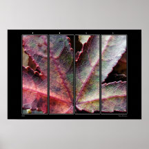 FALL PRINT