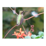 Fall Ruby-throat Postcard