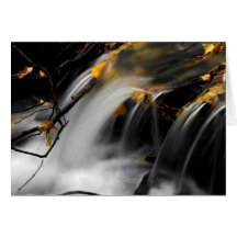 FALL STREAM: Spring of Learning Greeting Cards