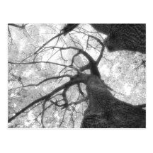 Fall Tree in Black and White Postcard