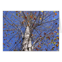 Fall Tree - North Carolina Cards