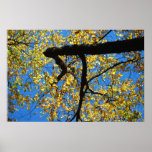 Fall Trees Print