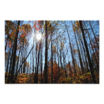 Fall Trees print