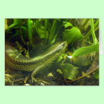 Falla's Skink cards