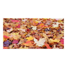 Fallen Leaves in Autumn Picture Card