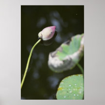 Fallen Lotus Poster