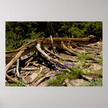 Fallen Pine Tree Posters