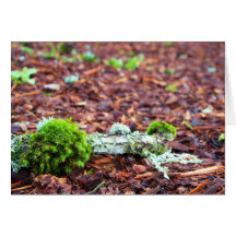 Fallen Stick in Barkdust Cards