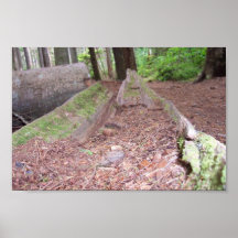 Fallen Tree Posters
