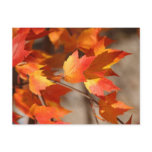 Falling Reds Postcard