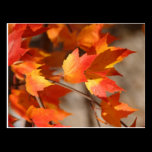 Falling Reds Postcard postcards