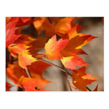 Falling Reds Postcard