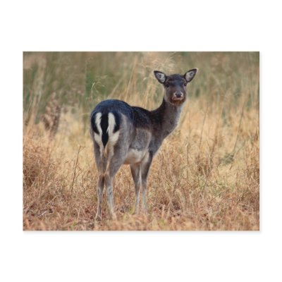 Fallow dear - postcard by Thorninger