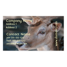 Fallow Deer Business Card