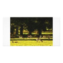 Fallow Deer Personalized Photo Card