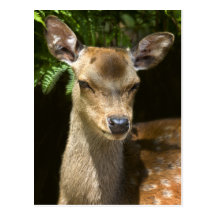 Fallow Deer Postcard
