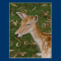 Fallow Deer postcards