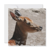 Fallow Deer Profile  Invitations