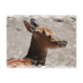 Fallow Deer Profile  Postcard