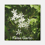 False Garlic Magnet