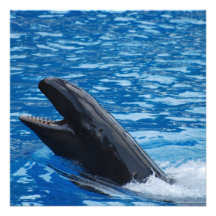 False Killer Whale Invitations