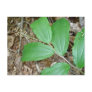 False Solomon's Seal Berries Coordinating Items Post Card