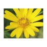 False Sunflower Postcard