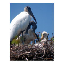 Famille de cigogne en bois cartes postales