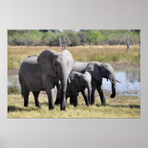 Famille d'éléphant posters