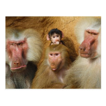 Family of Baboons Papio Hamadryas Cologne Zoo Postcard