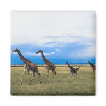 Family of Giraffes Magnets