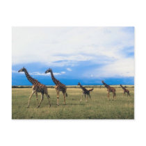 Family of Giraffes Postcard