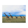 Family of Giraffes Postcard