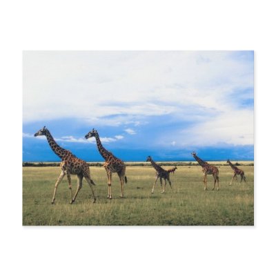 Family of Giraffes Postcard by alternateworlds