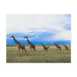 Family of Giraffes postcards