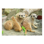 Family of meerkats - Photo
