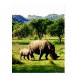family rhino post card