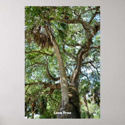 Famous Love Tree St. Augustine Fl Posters by paul68