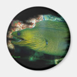 Famouse Green Moray Eel Magnets