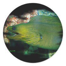 Famouse Green Moray Eel
