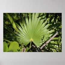 Fan tropicale posters
