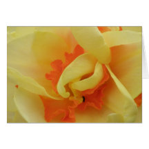 Fancy Daffodil Greeting Card