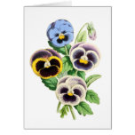Fancy Pansies Vintage Illustration Greeting Card