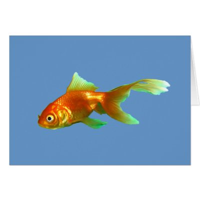 Fancy tail oranda goldfish greeting cards by S_Evelyn_Vincent