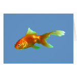 Fancy tail oranda goldfish cards
