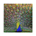 Fanning Peacock