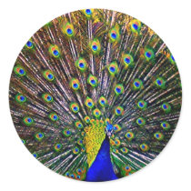 Fanning Peacock Round Sticker