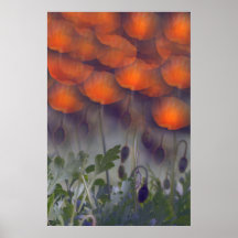 Fantasy Orange Poppy Skies Poster