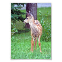 Faon de cerfs communs de mule photographies d’art