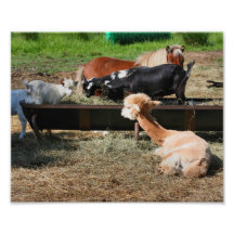 Farm Animal Barnyard Friends Cute 10x8 Print Photo Print